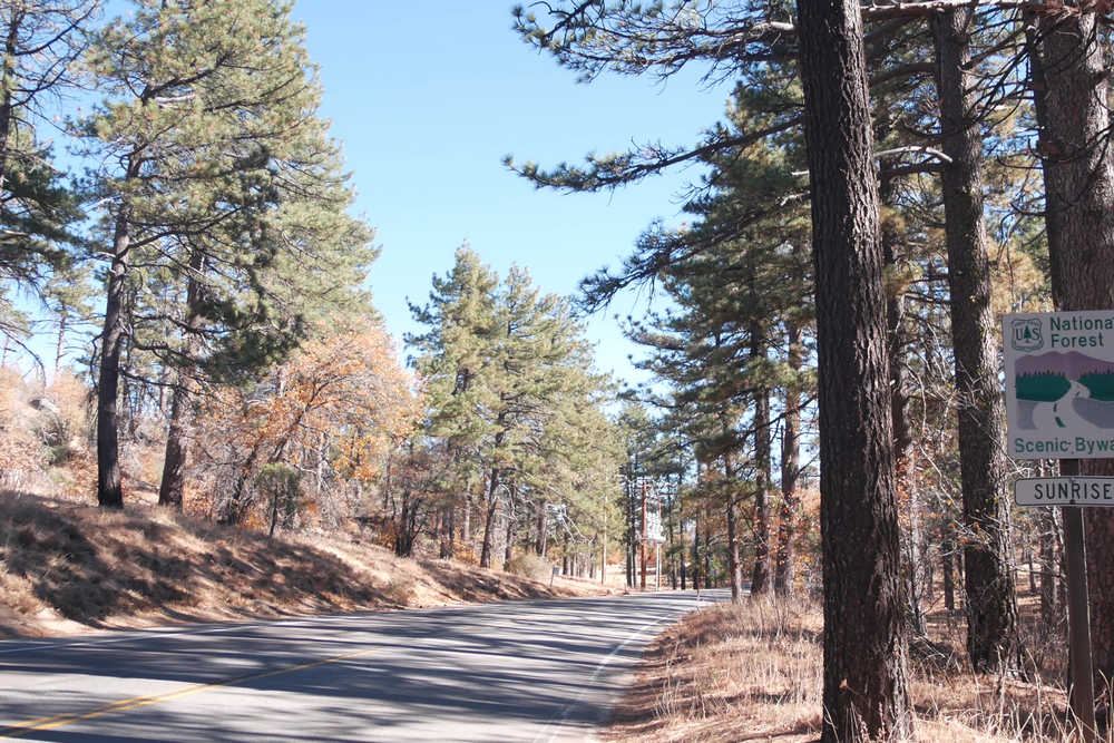 Comprehensive Tree Consultation Services in Mount Laguna
