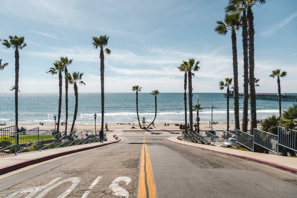 Tree Removal Service in Ocean Beach
