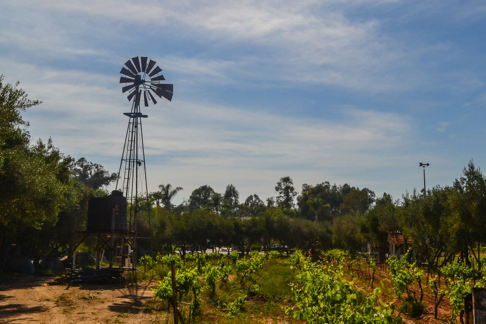 Tree Selection and Planting Services in Rancho Bernardo