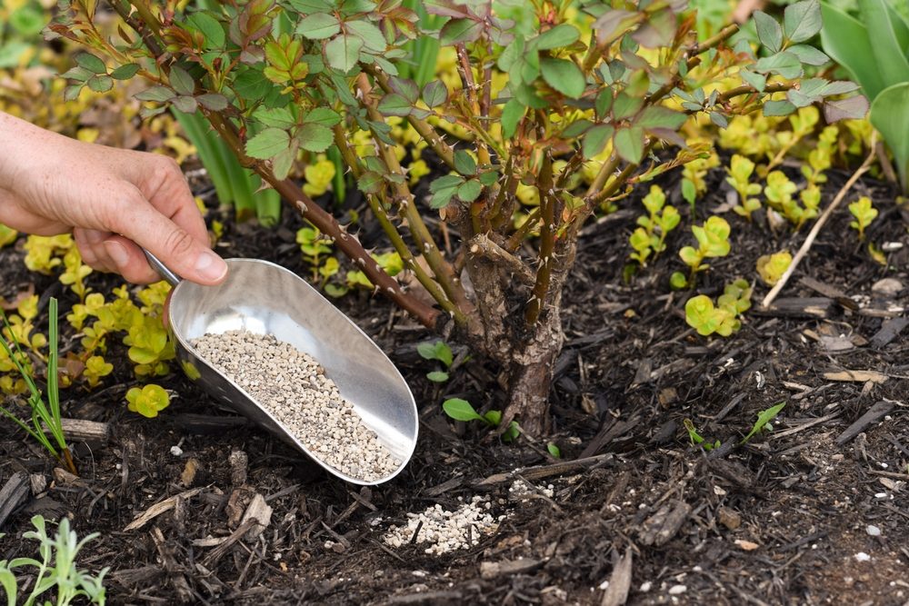 The Science Behind Deep Root Fertilization