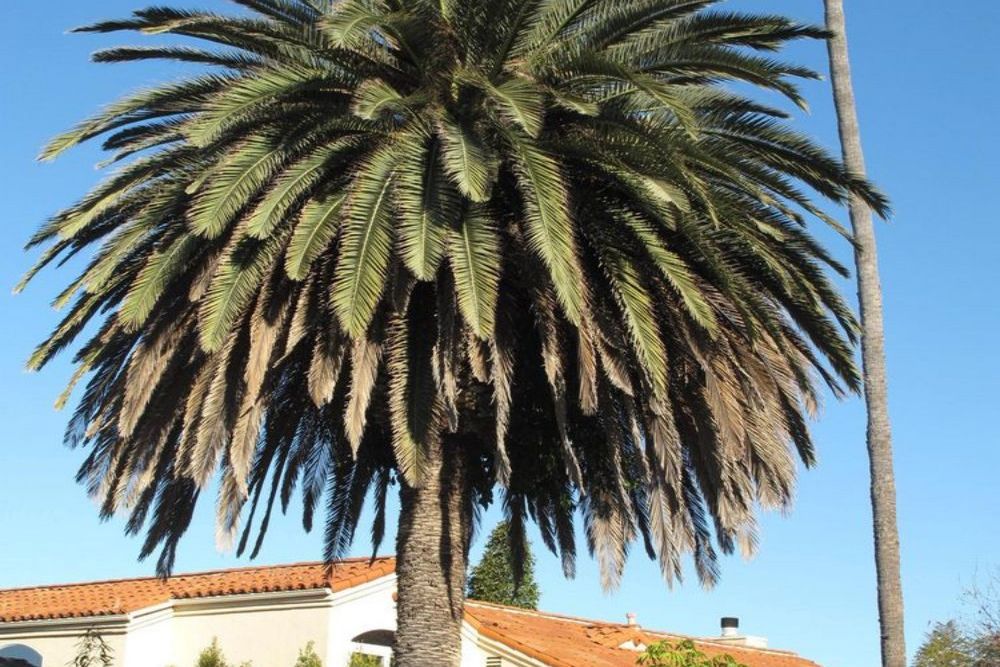 Think Twice Before Trimming That Palm: Why Certified Help Matters