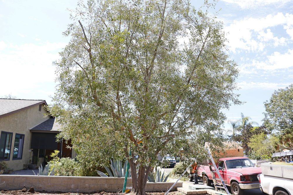 Top 5 Trees That Thrive in California’s Climate