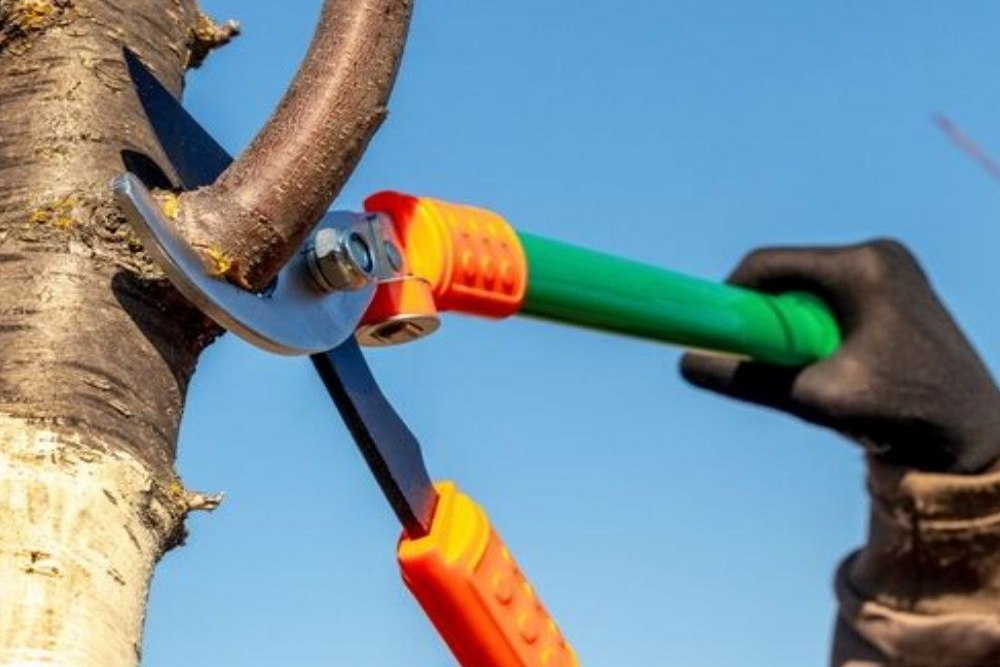 Why DIY Pruning Can Hurt Your Trees