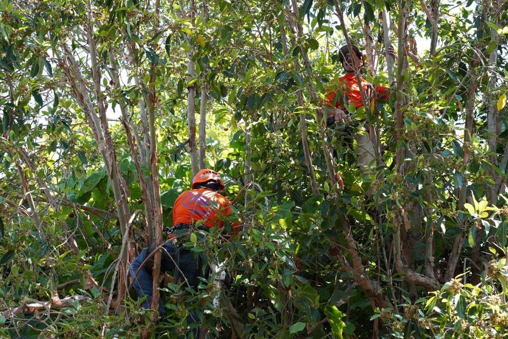 Why Pruning Isn’t Just About Looks: The Science Behind Healthy Trees