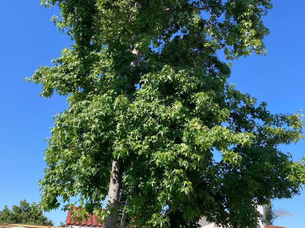 Catalpa Speciosa Fine Tree Pruning in San Diego, CA