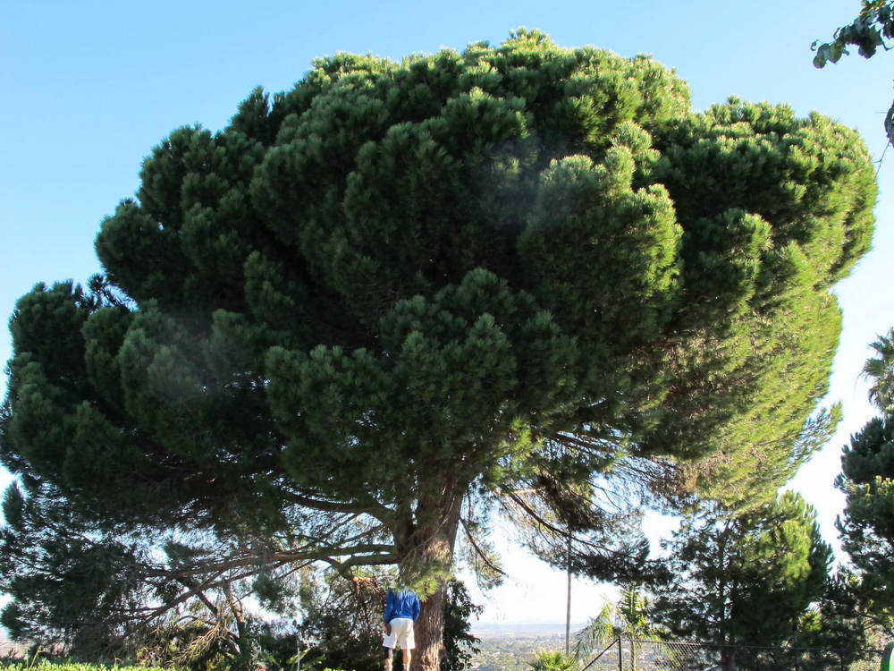 Italian Stone Pine Sad Tree Rejuvenation in San Diego, CA