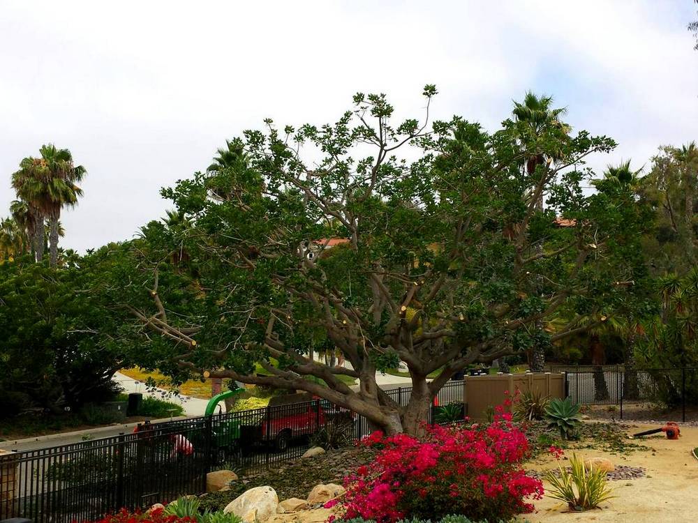 Professional Tree Pruning in San Diego, CA