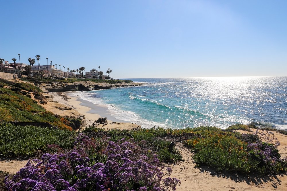 Root Pruning Services in La Jolla, CA