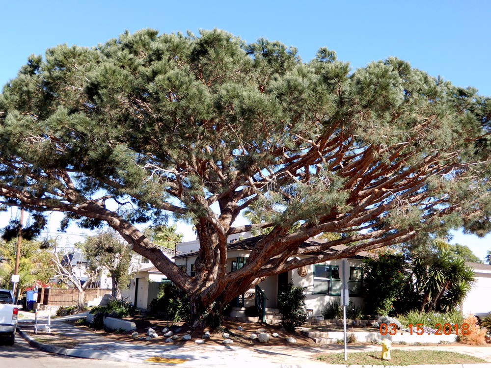 Stone Pine Fine Tree Pruning in San Diego, CA