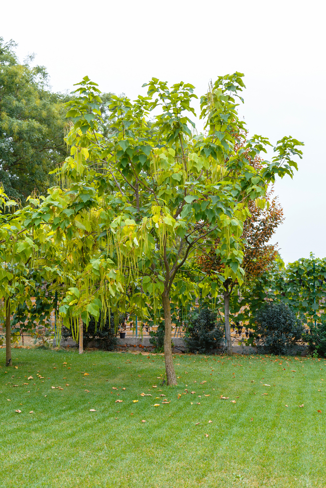 Ted Safford & Son Arborists - Tree Care