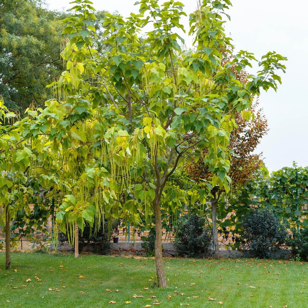 Ted Safford & Son Arborists - Catalpa Speciosa Fine Tree