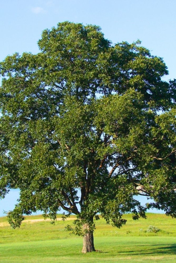 Ted Safford & Son Arborists - Tree Maintenance